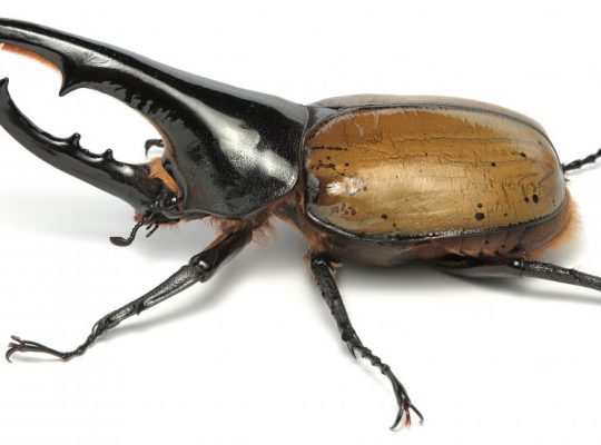 館内案内 伊丹市昆虫館へようこそ 館内案内 伊丹市昆虫館へようこそ