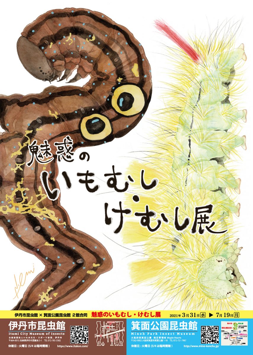 伊丹市昆虫館 箕面公園昆虫館2館合同 魅惑のいもむし けむし展 動画配信はこちらから Youtube 伊丹市昆虫館へようこそ
